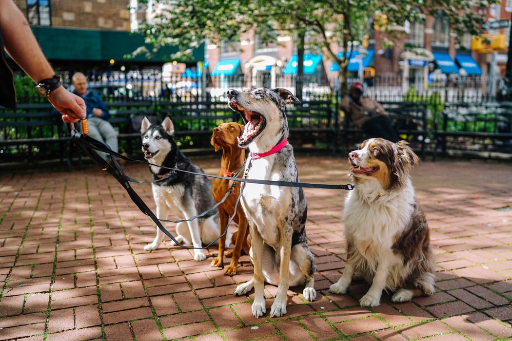 Drei Prinzipien zum Gehorsamkeitstraining für Hunde