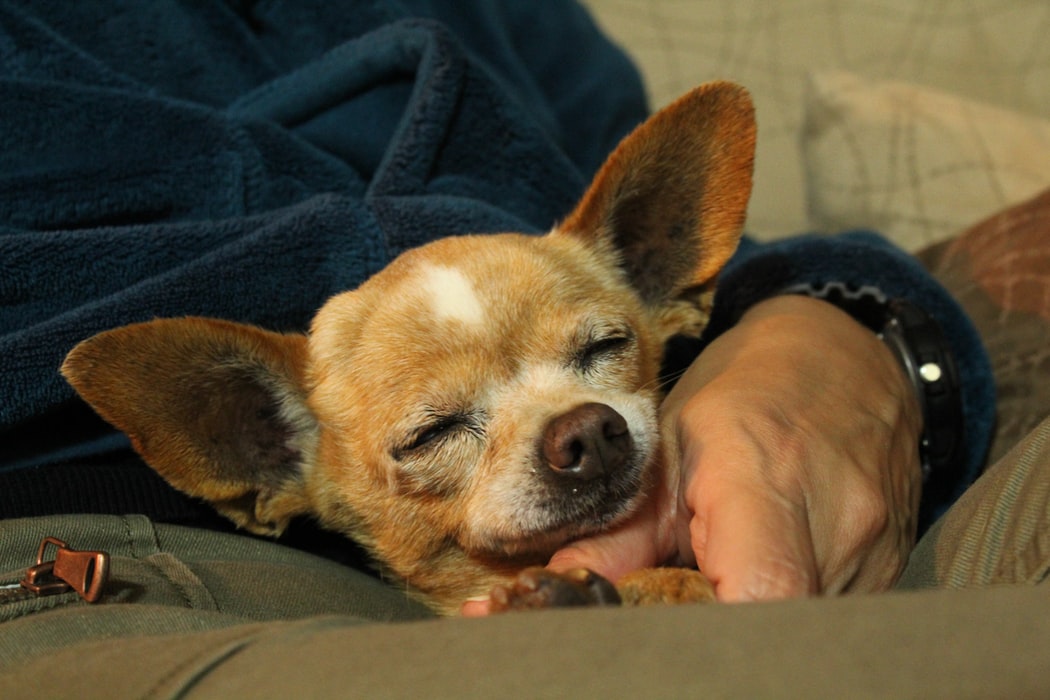 Mini Chihuahua Ein hervorragender Hund für das Wohnen in der Wohnung