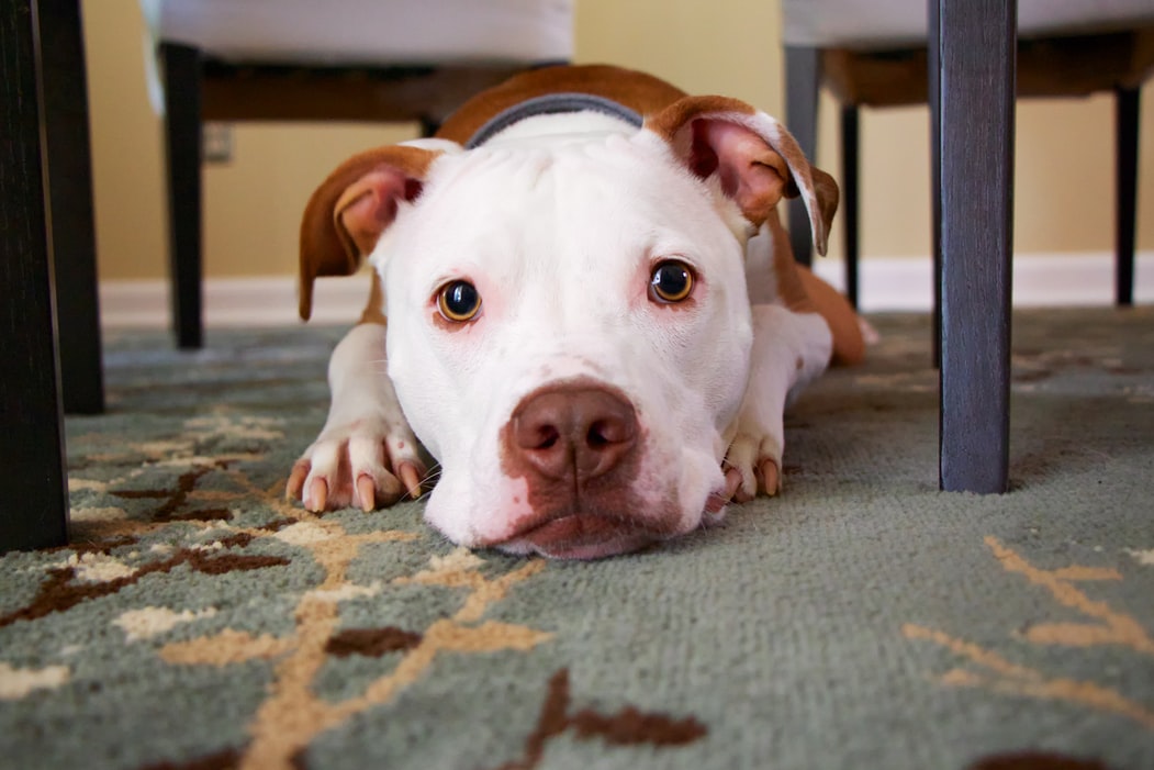 Pit Bull Terrier Hundepflege Tipps und Ratschläge